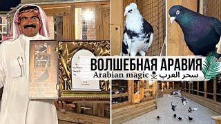 Завораживает!  Бойные голуби Саудовской Аравии Аль Джатейли | Amazing Ali Aljotaili Pigeons