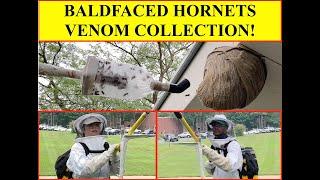 BALDFACED HORNETS WASP NEST VENOM COLLECTION! REMOVED FROM BUILDING! BROOD COMB RELOCATED FOR VIT!