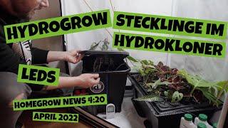 GROW Dünger Crazy Hills | Stecklinge vermehren im Hydrosystem | Hydrogrow | Habibi Board | Grownews