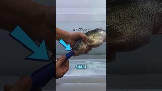 Smart Bait That Brings Dead Fish to Life