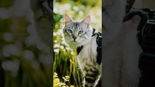Found a cat with EXTRA TOES  #catphotography #streetportraits