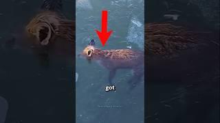 Animals that were discovered frozen solid in ice