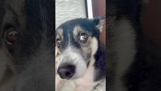 Boss use to love you  #shorts #cute #dog #funnydogs #pets #doglover #talkingdog #love #trend