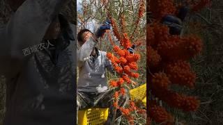 #Seabuckthorn #My hometown has specialties #It's another harvest season #fruitfarming #fruit