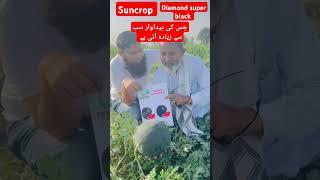 سن کراپ| watermelon (Diamond super black)| #watermelon #suncrop #agriculture @Abidaliagrarian