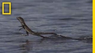 Jesus Christ Lizard | National Geographic