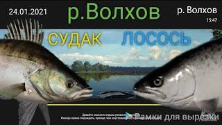 р.Волхов◦ЛОСОСЬ◦СУДАК◦спиннинг!◦level◦РР4