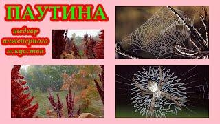 ПАУТИНА - Шедевр инженерного искусства