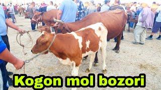 Buxoro Kogon mol bozori ona bola sigirlar narxlari 7/08/2022