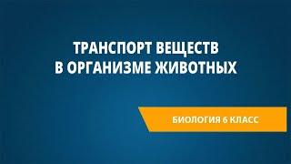 Транспорт веществ в организме животных