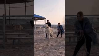 Danger Dog Fight ‍ #dogfight #dogaggression #shorts