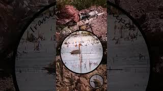 Duck (Teal) Hunting by PCP Air Rifle