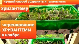 ЧЕРЕНКОВАНИЕ ХРИЗАНТЕМЫ В НОЯБРЕ. ЛУЧШИЙ СПОСОБ СОХРАНИТЬ И РАЗМНОЖИТЬ ХРИЗАНТЕМУ.