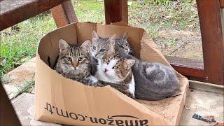 What Happens If You Put An Empty Box Near So Many Cats And Kittens?