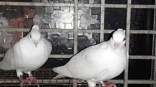 Beauty of white #pigeons at night time. #birds #pets