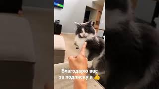 Забияка  #shorts #funny #youtubeshorts
