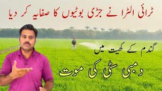 Tri ultra herbicide demonstration wheat field and its results | Abid Ali Agrarian