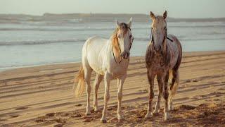 My Horse And Mare Beach Time 