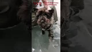 Cute #cairnterrier Dottie looking for the treats while working hard in the #hydrotherapy treadmill.