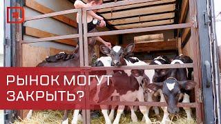 Рейд на скотном рынке в Хасавюрте. Могут ли закрыть торговую точку?