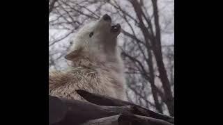 какой у нее красивый голос #wolf #волки