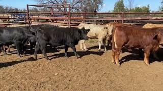 Penfold Pastoral xbred heifers 319kg. 24/5/24