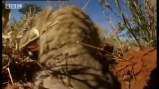 Never seen before glimpse into meerkat life -  BBC wildlife