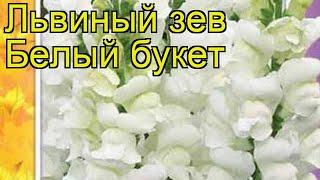 Львиный зев Белый букет. Краткий обзор, описание характеристик antirrhinum majus Belyy buket