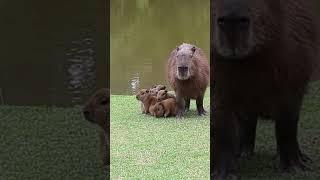 Mom And Here Enormous Family Of Adorable Babies!!!