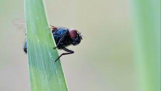 A Dead Bird and Blow Flies