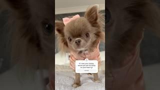 Would you, please?#chihuahua #cute