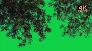 tree green screen background