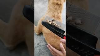 How To Remove Ticks from Dog?