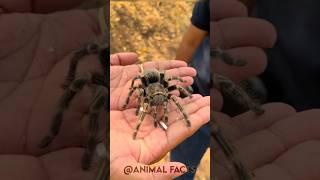 Beautiful Wild Animal Growth Journeys!