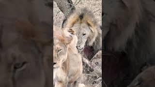 Male Lion Fighting While Feeding in Serengeti