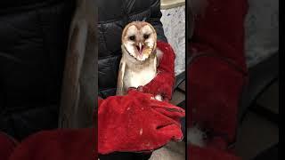 Barn Owl Scream