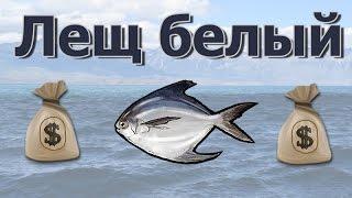 Русская Рыбалка 3.99 (Russian Fishing) Лещ морской белый на Северном свале