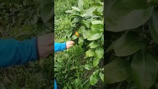 Edgar volunteer picking his first pomelo.