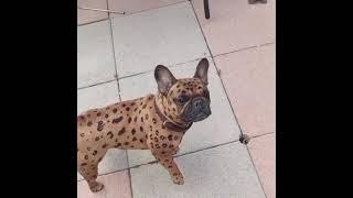 The rare "chita" Frenchie | French Bulldog #shorts