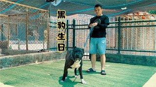8岁高龄的加纳利犬黑豹精神依然抖擞，阿龙给它洗澡很配合