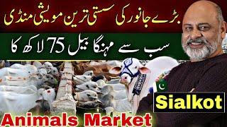 Bakra mandi | Cheap animals market in Punjab | Sialkot | Iftikhar Ahmad Usmani