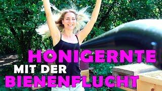 ► Honigernte mit Absperrgitter und Bienenflucht