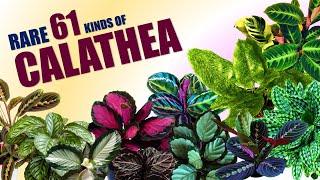 RARE 61 CALATHEA VARIETIES!   | HERB STORIES