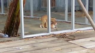 05062016 romantisme kucing