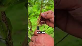 Как размножить деревья #дача #сад #огород #рассада #саженцы