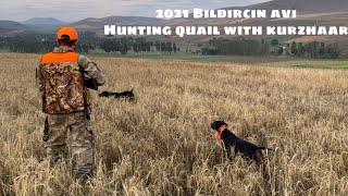 2021 bıldırcın avı-Hunting quail with kurzhaar dog