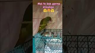 #kidssong #kids #song #rhymes #nurseryrhymes #reels #parrot #parrotlover #aanfransiska #yt #ytshorts