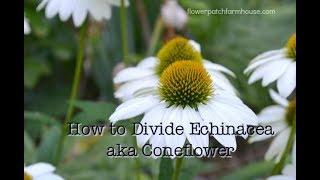 Divide Echinacea to Propagate aka Coneflower (simple way to get more)