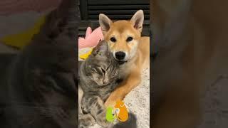 Little Doge is so Lucky | #shorts #trending