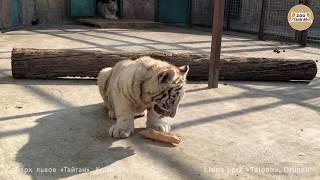 Белые тигрята и вкусный подарок. Тайган. White tiger cubs and a delicious gift. Taigan